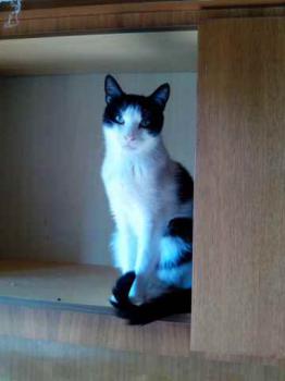 Robbie Bild von Robbie