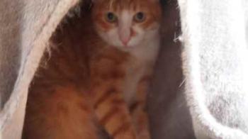 Moises Bild von Moises