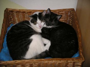 Pillo Bild von Pillo