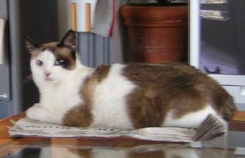 Yuma Bild von Yuma