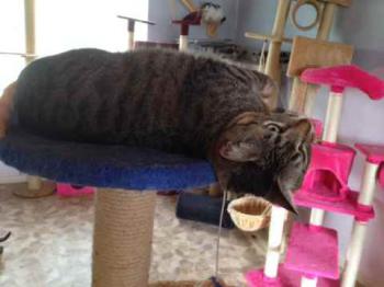 Gipsy-Mimi Bild von Gipsy-Mimi