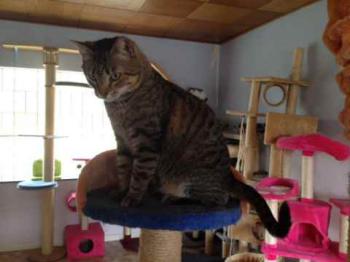 Gipsy-Mimi Bild von Gipsy-Mimi