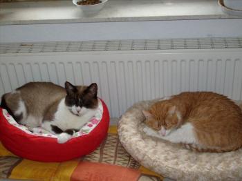 Cruce Bild von Cruce