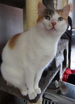 Lilith Bild von Lilith