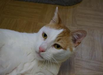 Oscar Bild von Oscar