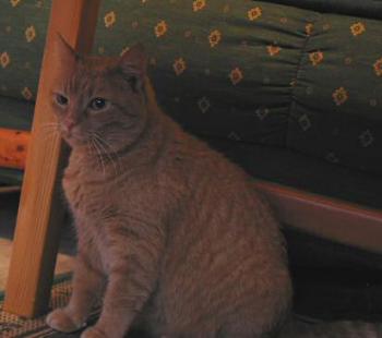 Yonca Bild von Barbarella