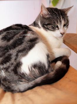 Pandolfo Bild von Pandolfo