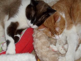 Willy Bild von Cruce
