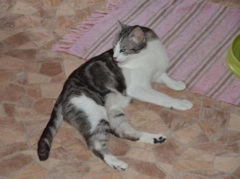 Pandolfo Bild von Pandolfo