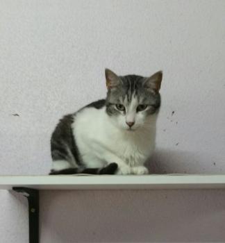 Pandolfo Bild von Pandolfo