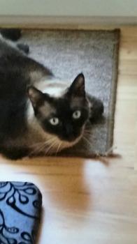Layla Bild von Layla