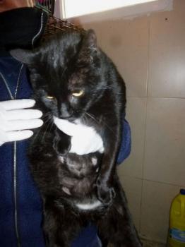 Rufo Bild von Rufo