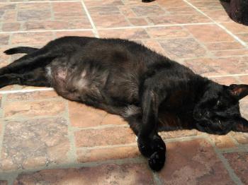 Rufo Bild von Rufo