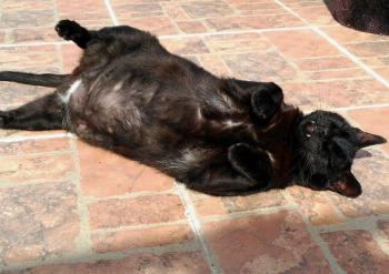 Rufo Bild von Rufo