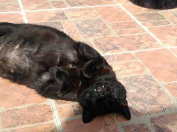 Rufo Bild von Rufo