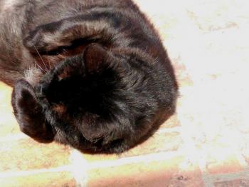 Rufo Bild von Rufo