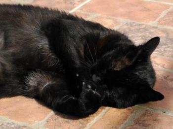 Rufo Bild von Rufo
