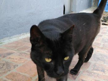 Rufo Bild von Rufo