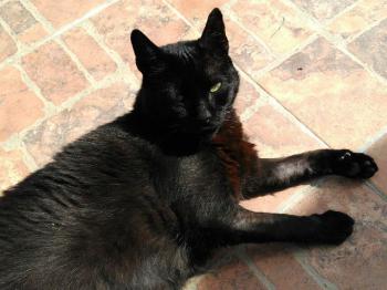 Rufo Bild von Rufo