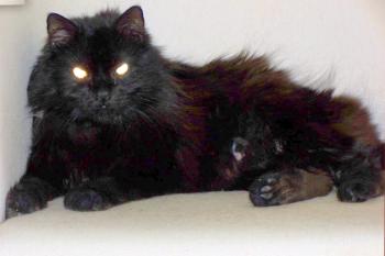 Cuca Bild von Cuca