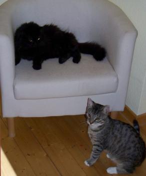 Cuca Bild von Cuca