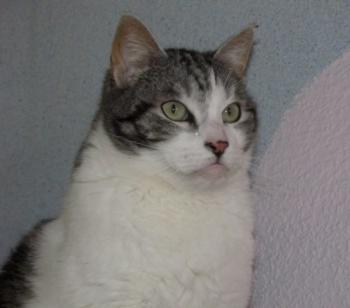 Pandolfo Bild von Pandolfo