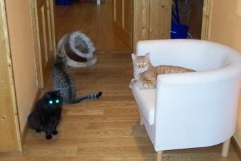 Cuca Bild von Cuca