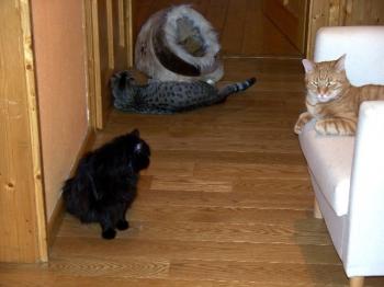 Cuca Bild von Cuca