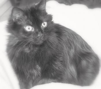 Cuca Bild von Cuca