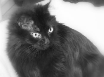 Cuca Bild von Cuca