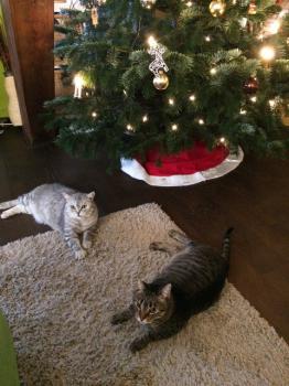 Gipsy-Mimi Bild von Gipsy-Mimi