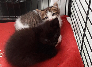 Yaki Bild von Jackie