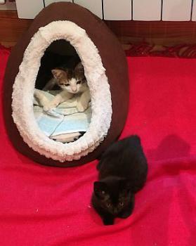 Yaki Bild von Jackie