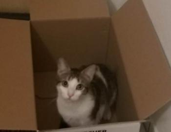 Jackie Bild von Jackie