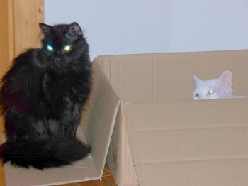 Cuca Bild von Cuca