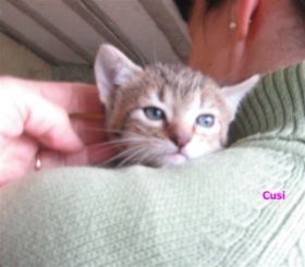 Cusi Bild von Cusi
