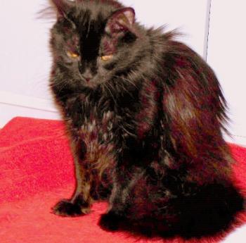 Cuca Bild von Cuca