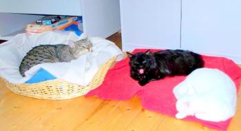 Cuca Bild von Cuca