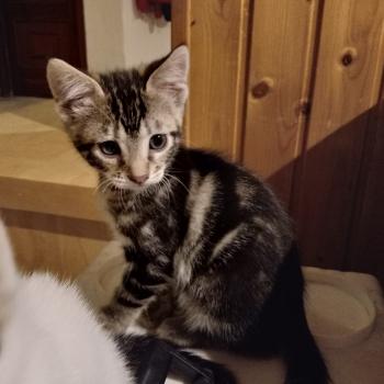 Toffee Bild von Toffee