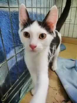 Ambrosio Bild von Ambrosio