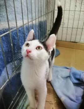 Ambrosio Bild von Ambrosio