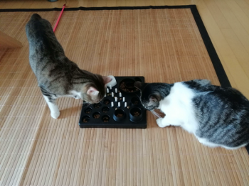 Timba Bild von Timba