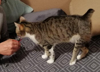 Timba Bild von Timba