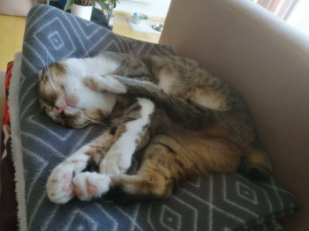 Timba Bild von Timba