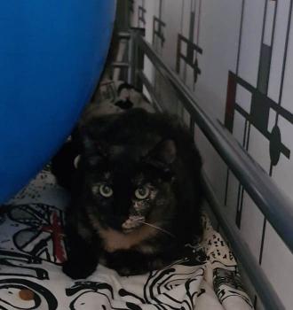 Moggy Bild von Moggy