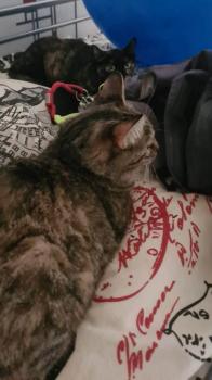 Moggy Bild von Moggy