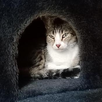 Covos Bild von Covos