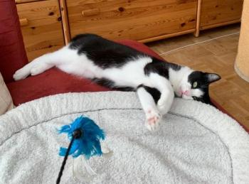 Feli Bild von Feli