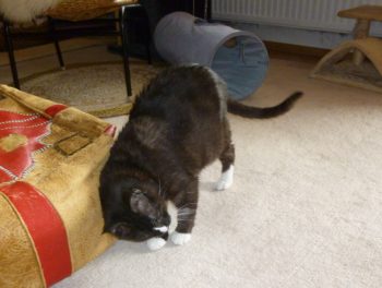 Susi Bild von Susi