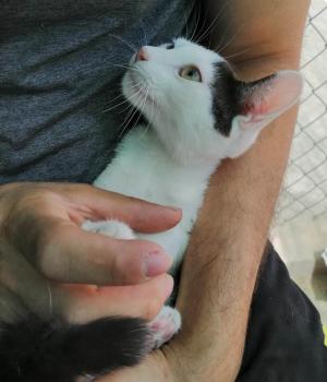 Ambrosio Bild von Ambrosio